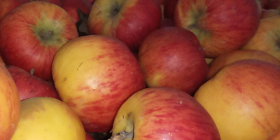 Venderé un topacio de manzana de la tienda. Guardado