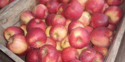 Vendo florina de manzana del almacén. Guardado en cofres;