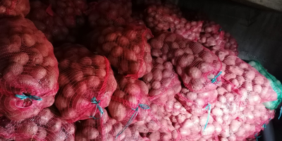 ¡Buenos días! Vendo 10.000 kg de patatas rojas para