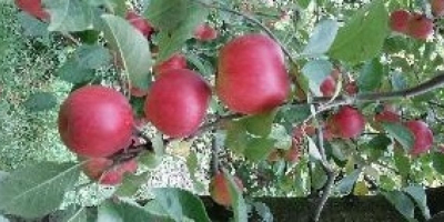 Vendo manzanas para el consumo y la industria, al