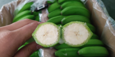 Venta al por mayor de bananos de Turquía !!!!