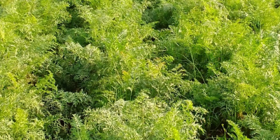 Zanahorias frescas para vender, tengo más de 100 bolsas