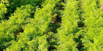 Zanahorias frescas para vender, tengo más de 100 bolsas