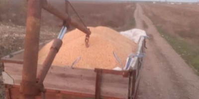 Productor de granos vende granos de maíz 2020 limpios