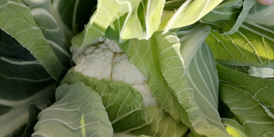 Coliflor de calidad excepcional en Çanakkale, parte noroeste de