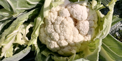 Coliflor de calidad excepcional en Çanakkale, parte noroeste de