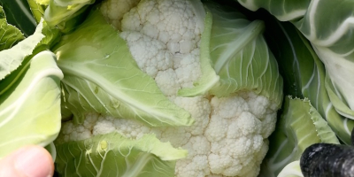 Coliflor de calidad excepcional en Çanakkale, parte noroeste de