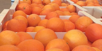 Venderé naranjas navelina 22 t precio por kg 4.30
