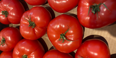 Agrofirm Bigstore ofrece un producto ecológico, tomates de las