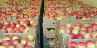 Venderé grandes cantidades de manzanas de diversas variedades directamente