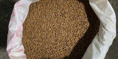 Granos de trigo sarraceno de Kazajstán. Falta el paquete