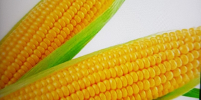 Maíz a la venta, 0,80 € kg. Maíz a