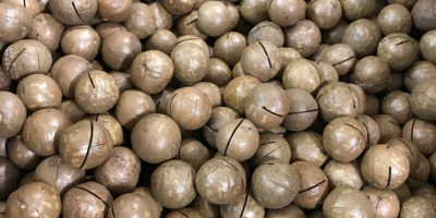 vendemos nueces de macadamia naturales sin procesar únicas en