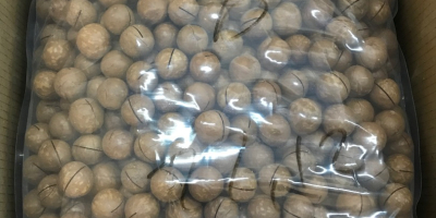 vendemos nueces de macadamia naturales sin procesar únicas en