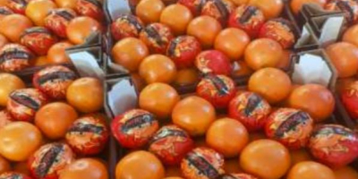 La oferta actual incluye naranjas rojas Tarocco / Moro