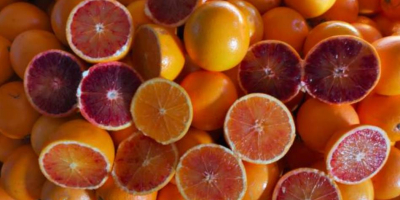 La oferta actual incluye naranjas rojas Tarocco / Moro