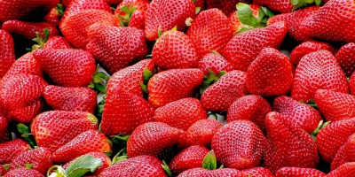 Venderé fresas a granel. País de origen: España, Marruecos.