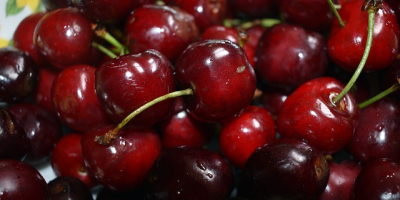 Venderé cerezas a granel. País de origen: España, Marruecos,