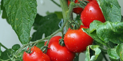 Venderé tomates a granel. País de origen: España, Marruecos,