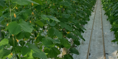 Hola, somos un productor de pepinos molidos en invernadero.