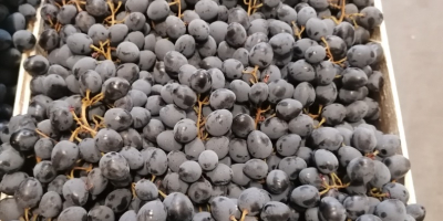 Hola, somos un importador de uvas negras de Moldavia.