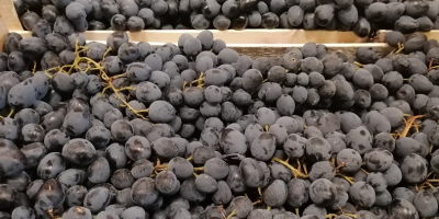 Hola, somos un importador de uvas negras de Moldavia.