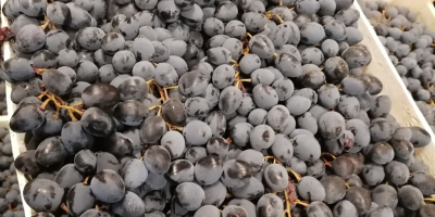 Hola, somos un importador de uvas negras de Moldavia.