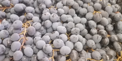 Hola, somos un importador de uvas negras de Moldavia.