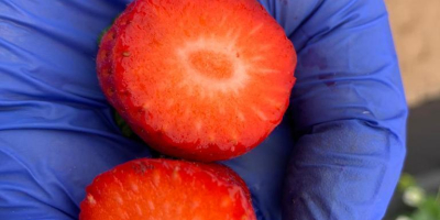 El productor egipcio de fresas congeladas venderá grandes cantidades