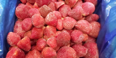 El productor egipcio de fresas congeladas venderá grandes cantidades