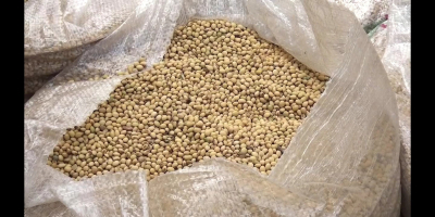 Vendemos buena soja orgánica y convencional de África Occidental.