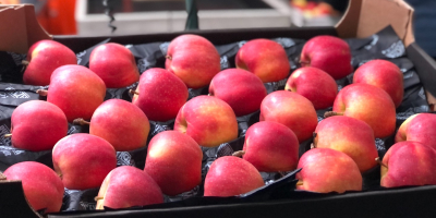 Venderé manzanas, camiones cargados de KA, frescos de Golden