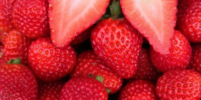 Nuestras fresas se cultivan en Sinop. Garantizamos la calidad