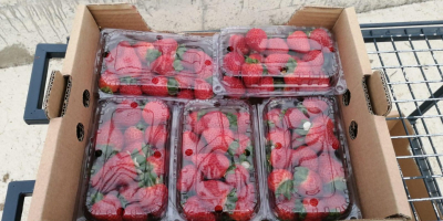 Nuestras fresas se cultivan en Sinop. Garantizamos la calidad