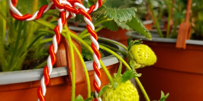 FRESAS EN LA BARRA EN CRISOLES. El precio oscila