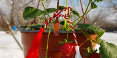 FRESAS EN LA BARRA EN CRISOLES. El precio oscila