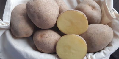 Venderé patatas amarillas muy sabrosas, variedades Vineta y Madeira,