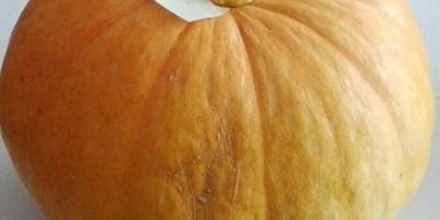 Hola, en la temporada de 2021 tendré una calabaza