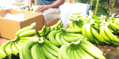 Suministros de banano: proveedores mayoristas El banano es uno