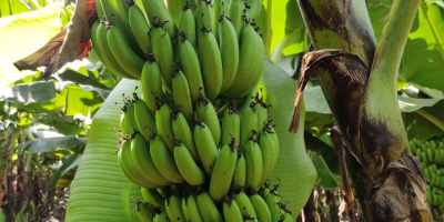 Suministros de banano: proveedores mayoristas El banano es uno