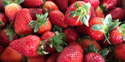 ¡¡Comenzaron las ventas de fresas !! ¡Han comenzado las