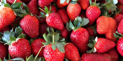 ¡¡Comenzaron las ventas de fresas !! ¡Han comenzado las