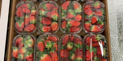 ¡¡Comenzaron las ventas de fresas !! ¡Han comenzado las