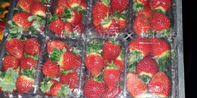 ¡¡Comenzaron las ventas de fresas !! ¡Han comenzado las