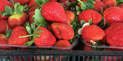 Las fresas frescas de pavo están listas para su