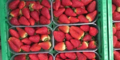 Las fresas frescas de pavo están listas para su