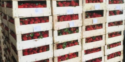 Las fresas frescas de pavo están listas para su