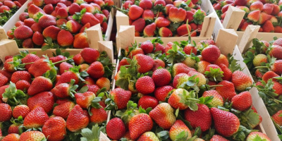 Las fresas frescas de pavo están listas para su