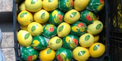 Un limón fresco de Turquía está listo para su