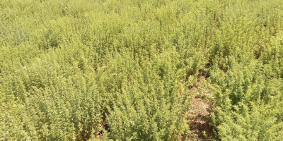 Podemos entregar el cultivo de orégano griego (Origanum Vulgare